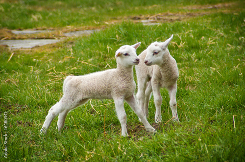 kissing sheeps