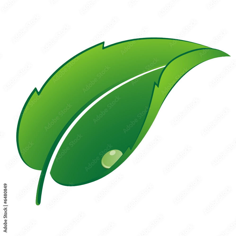 feuille verte