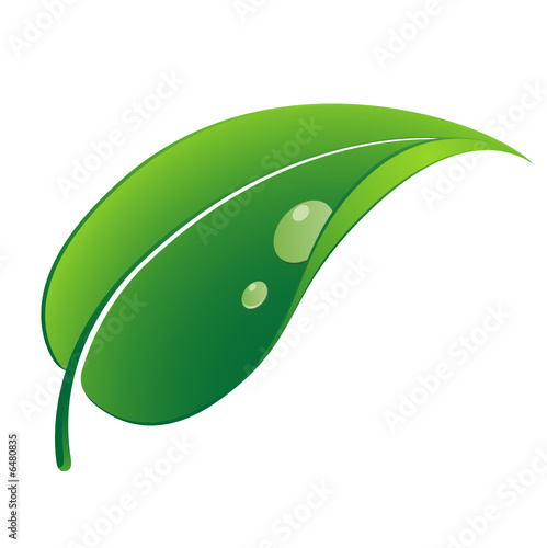 feuille verte