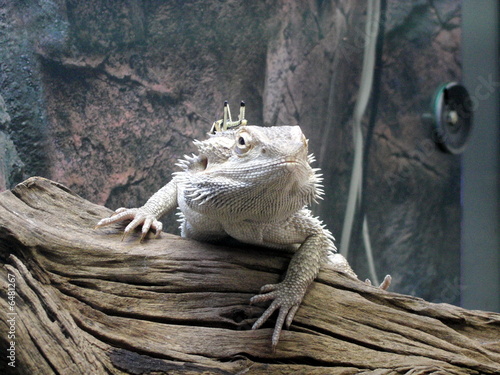 Iguane et Sauterelle   photo