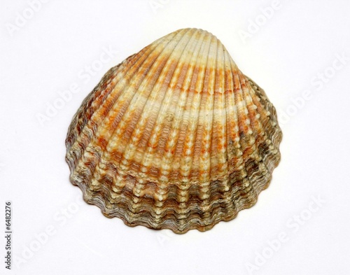 Shell, isolated on a white background