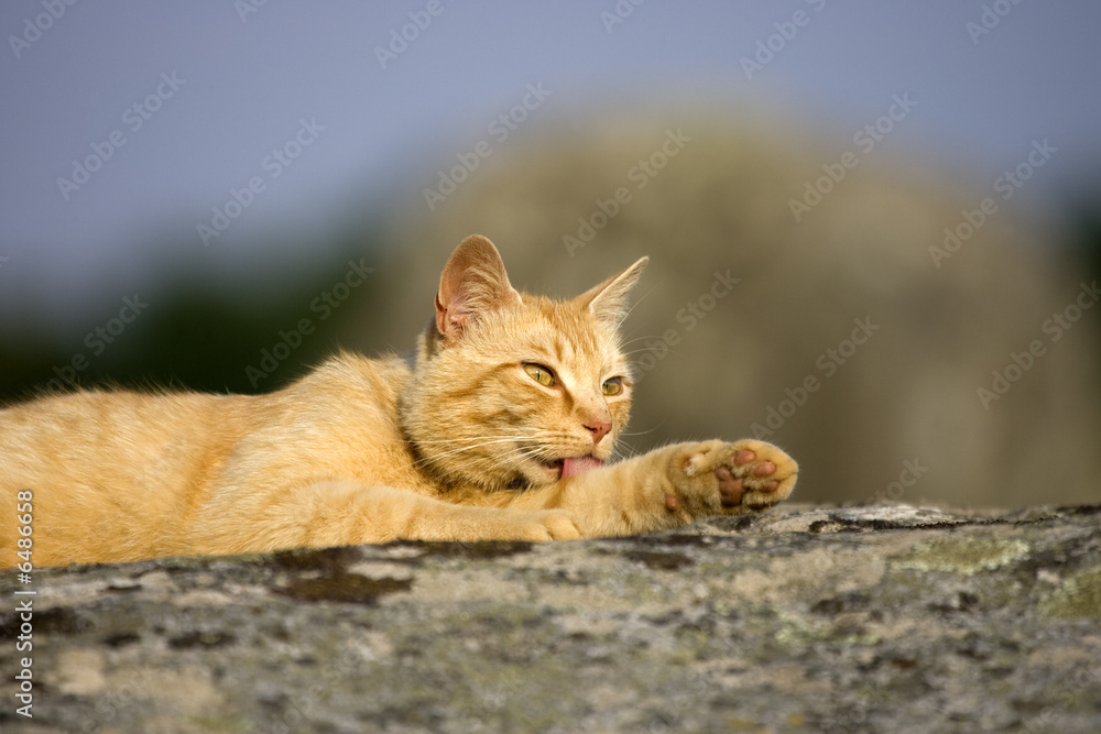 a ginger cat on a rock a ginger cat on a rock
