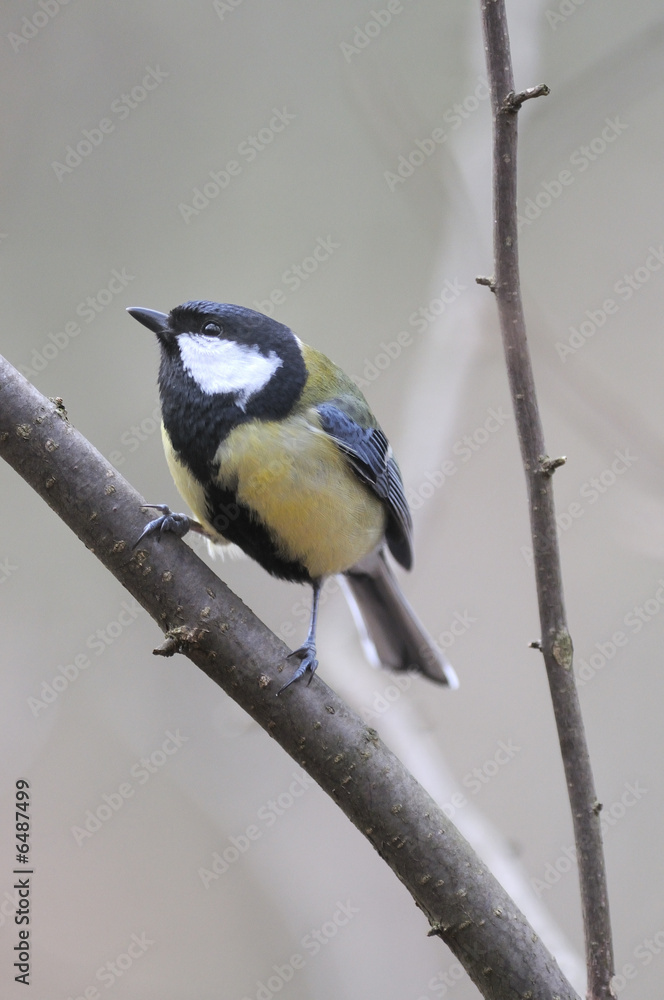 Fototapeta premium Mésange charbonnière Parus major