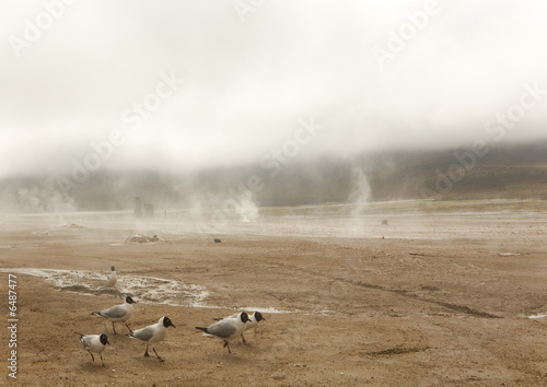 Geysers désert d'atacama photo