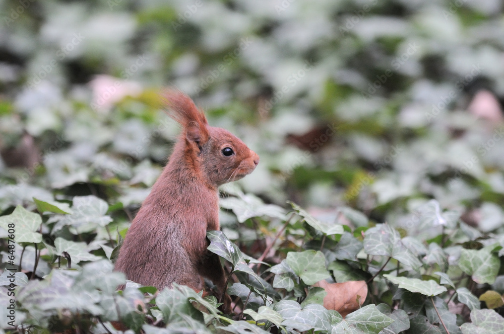 Fototapeta premium Red squirrel écureuil roux