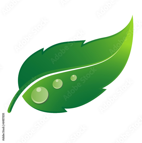 Feuille verte