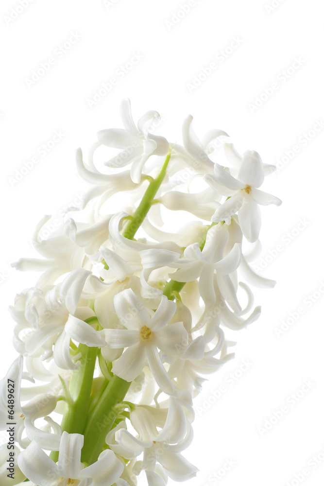 Flowers of a hyacinth on white background Flowers of a hyacinth on white background
