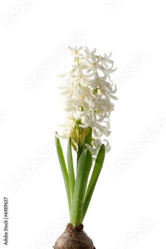 Flowers of a hyacinth on white background