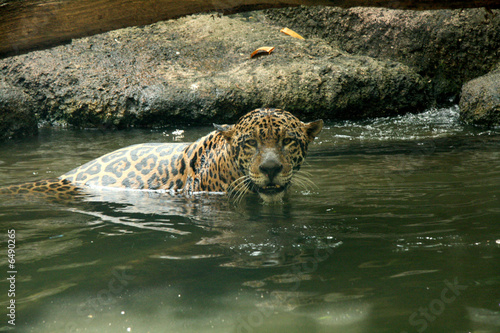 Photography Leopard in Natural Habitat