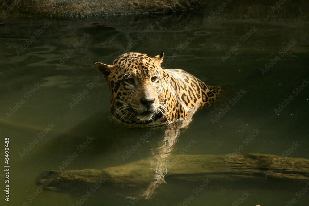 Naklejka premium Leopard in Natural Habitat