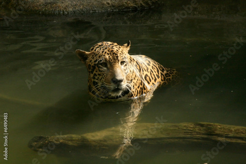 Leopard in Natural Habitat