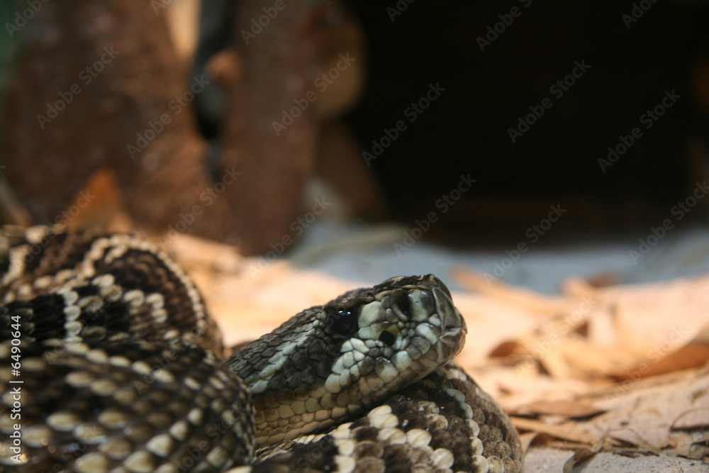 Obraz premium Python - Singapore Zoo, Singapore