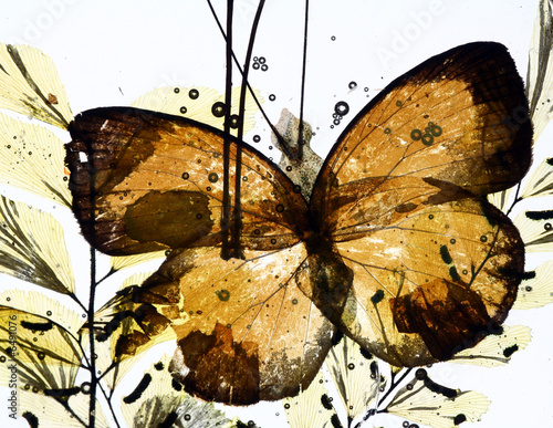 grungy background of butterfly and dried flowers