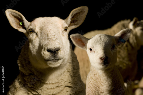 ewe and lamb