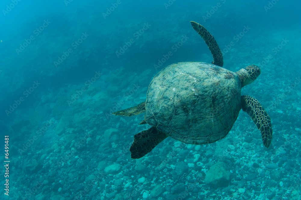 swimming sea turtle swimming sea turtle