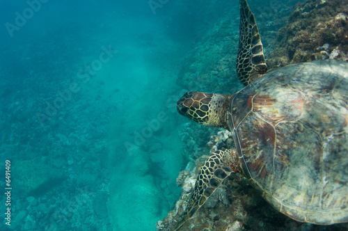 swimming sea turtle © NorthShoreSurfPhotos