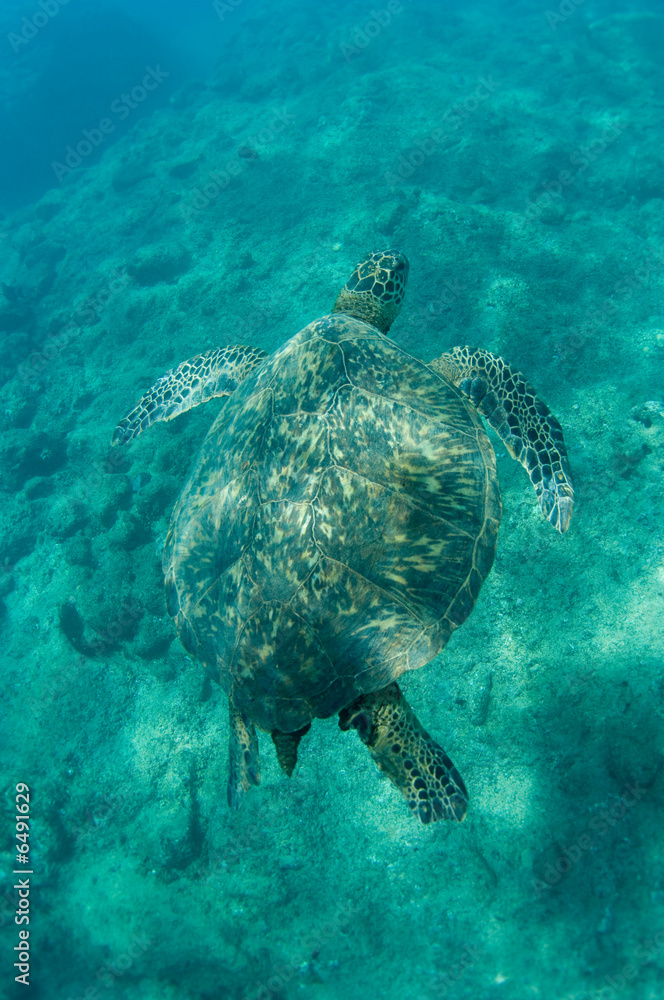 Obraz premium Sea Turtle