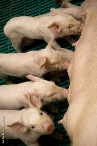 suckling pigs