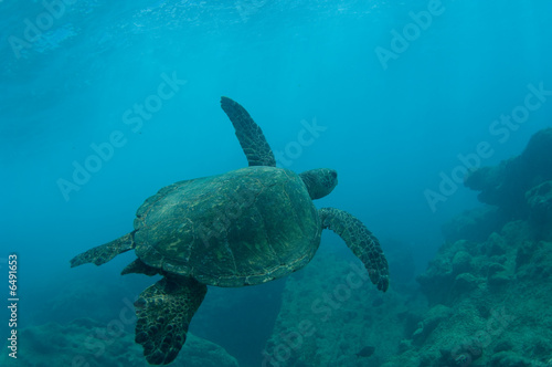 endangered sea turtle