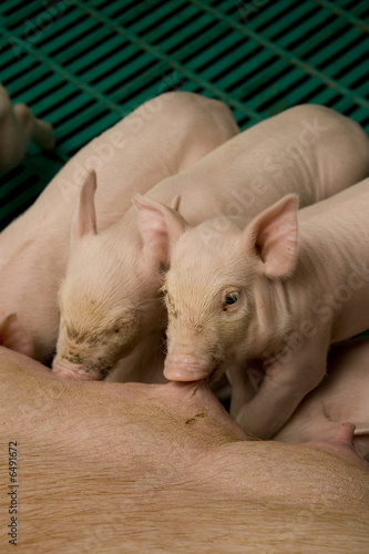suckling pigs