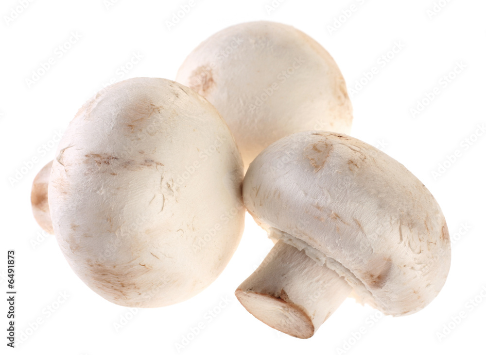 Mushroom champignon group isolated on white background
