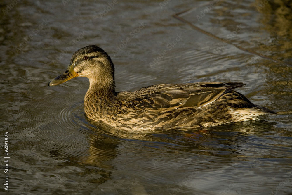 duck duck