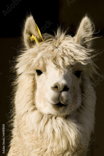 alpaca