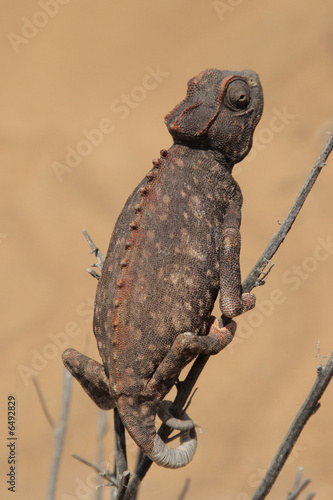 Namaqua-Chamäleon photo