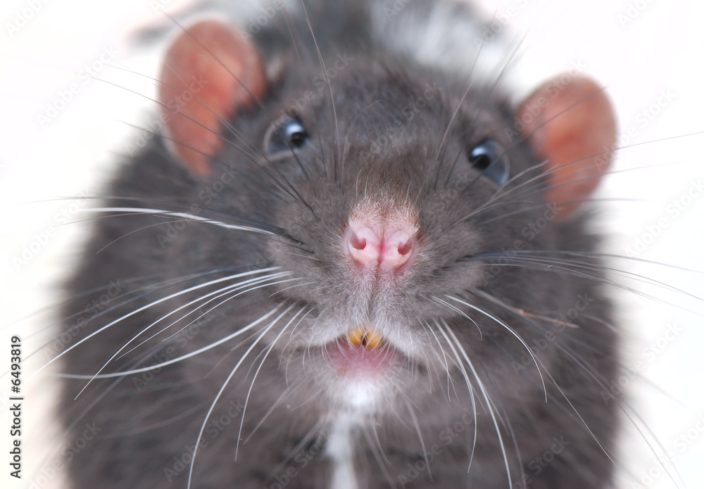 curiously rat curiously rat