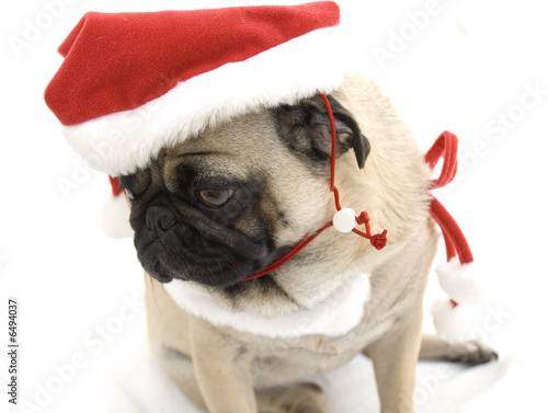 Fototapeta Naklejka Na Ścianę i Meble -  Pug Looking Sad, Christmas is Over