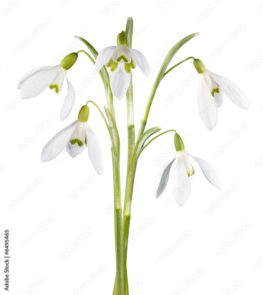 Spring snowdrop flowers bouquet isolated on white