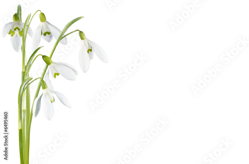 Slika na platnu Spring snowdrop flowers corner set isolated on white