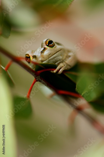 Western Green Tree Frog