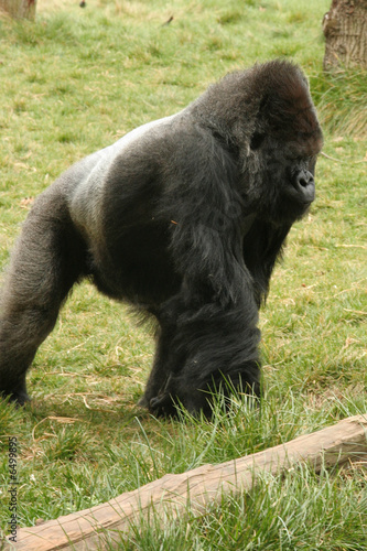 Gorille dos argenté