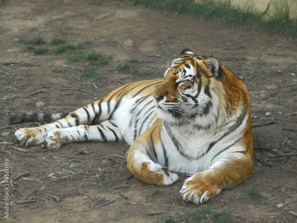 Obraz premium Tigre, Ayamonte