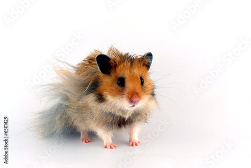 Hamster