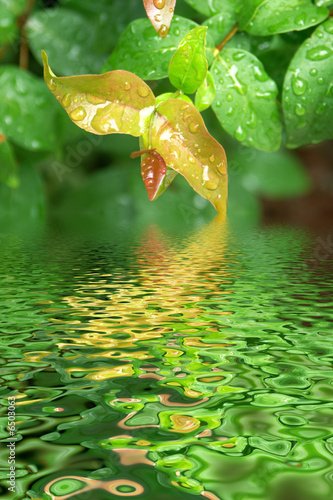 reflets de feuilles de cerisier du Brésil photo