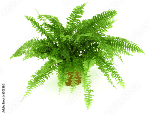 Fern in a pot isolated on white