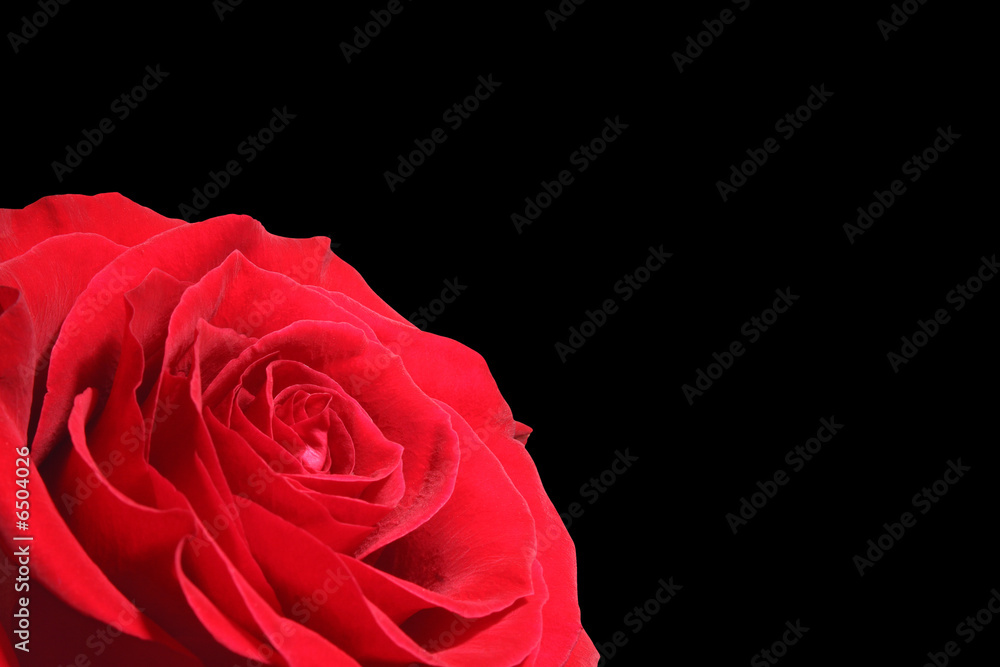 Close-up of fresh red rose
