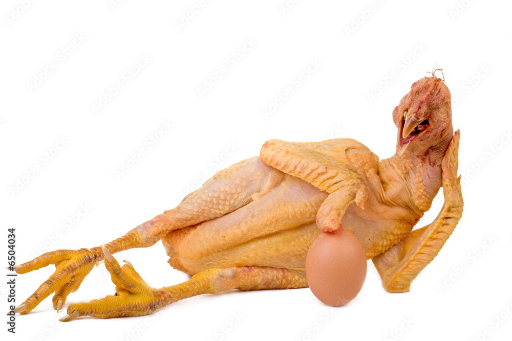 chicken showing egg