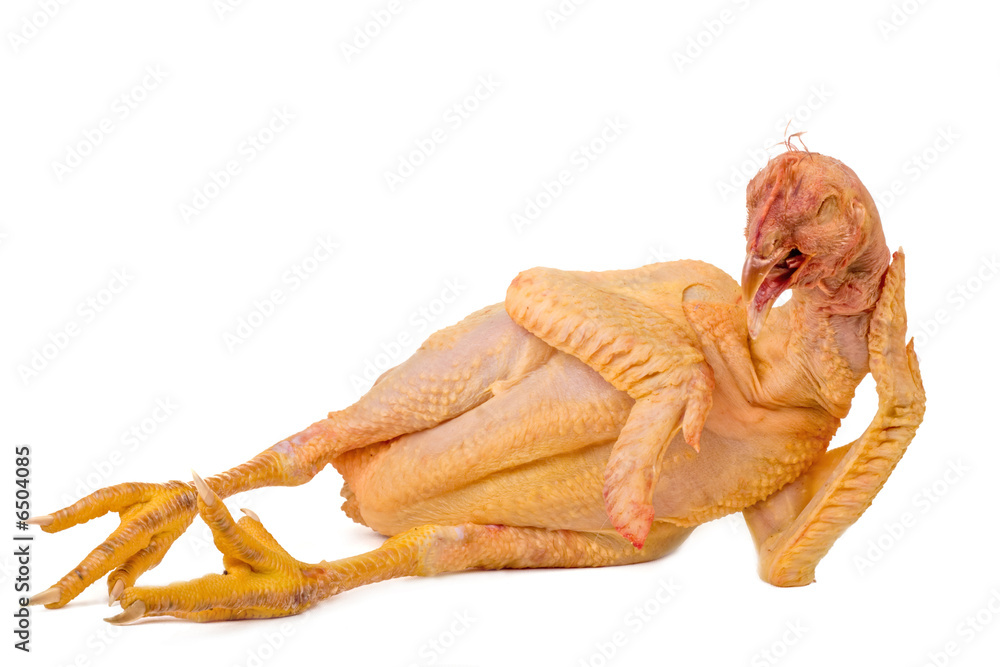 Fototapeta premium lying nude chicken