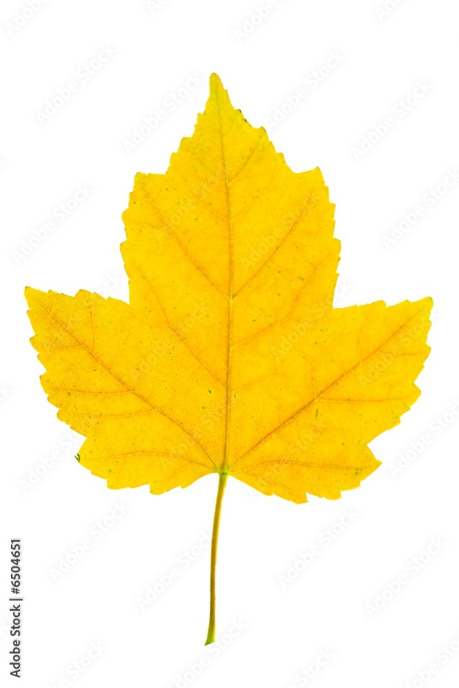 yellow maple leaf yellow maple leaf