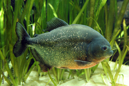 Fotografia Poisson Piranha