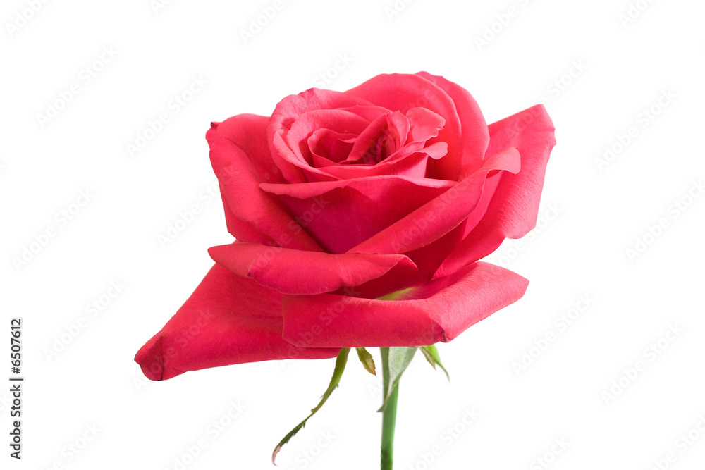 Fototapeta premium pink rose with stem