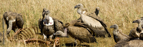  vulture at Masai mara Kenya