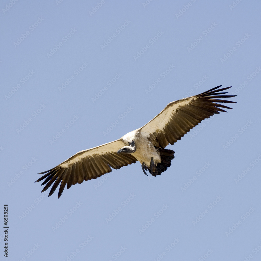 Fototapeta premium vulture at Masai mara Kenyav