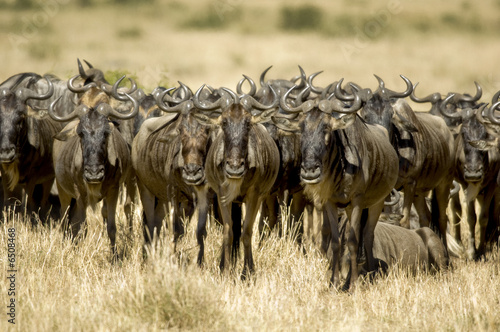 Wallpaper Mural Wildebeest Masai mara Kenya Torontodigital.ca