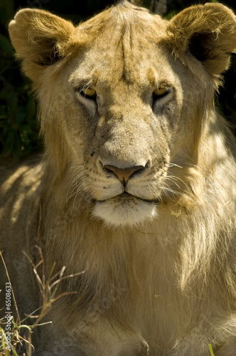 Lion Masai mara Kenya