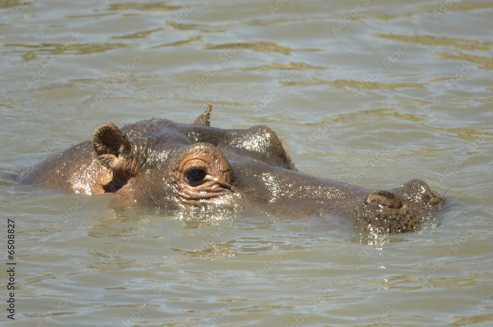 Fototapeta premium hippopotamus - Masai mara Kenya