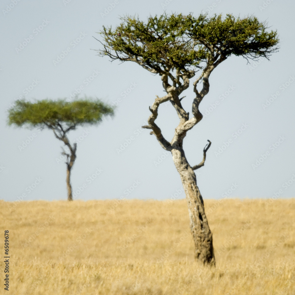 Masai mara